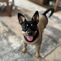 A happy dog, smiling at you